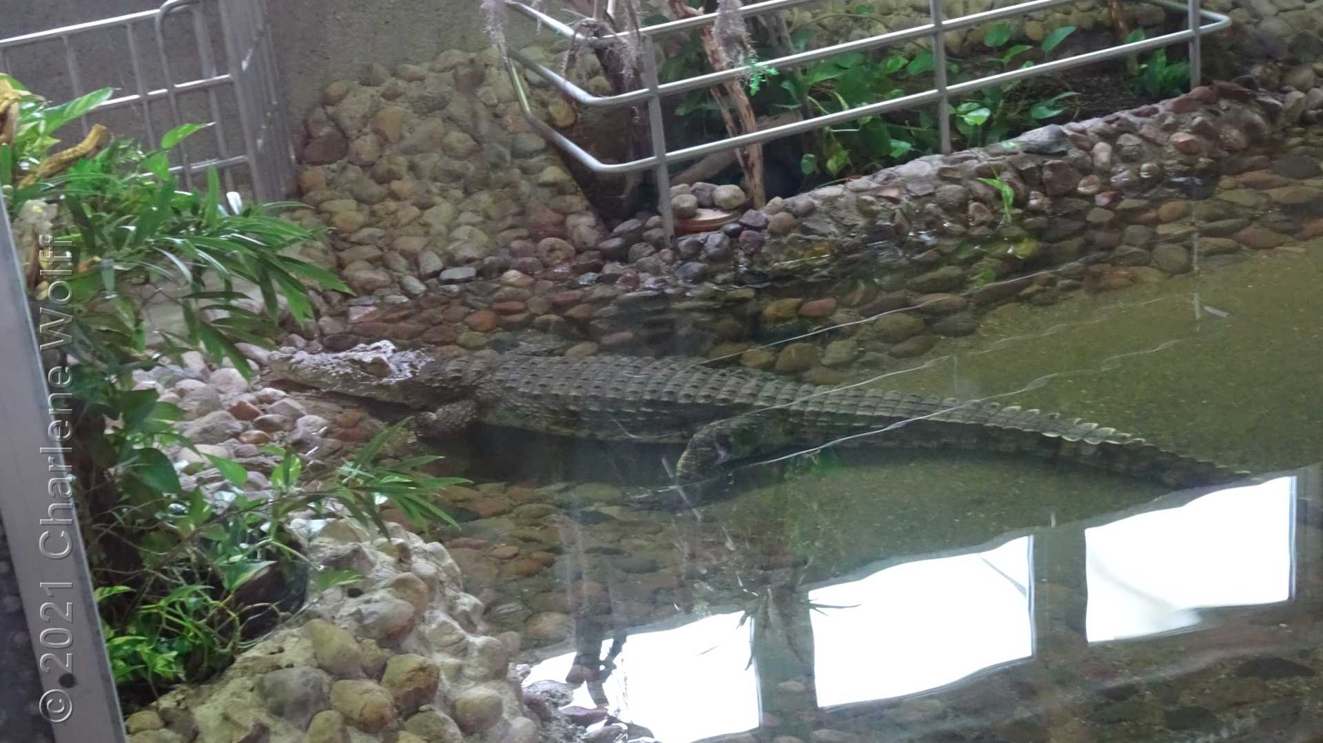 Krokodil im Wasserwerk Colbitz